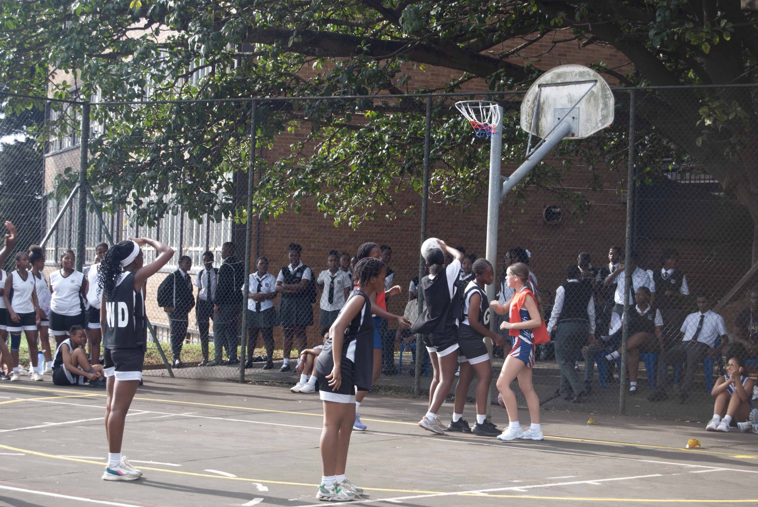 Netball (244)